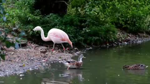Amazing water animals & A beautiful world.mp4 mother goose.mp4