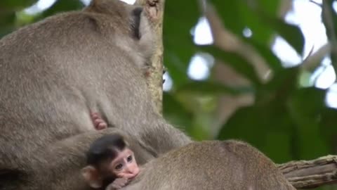 funny video, #shorts #funnyanimalsclub #cuteanimals