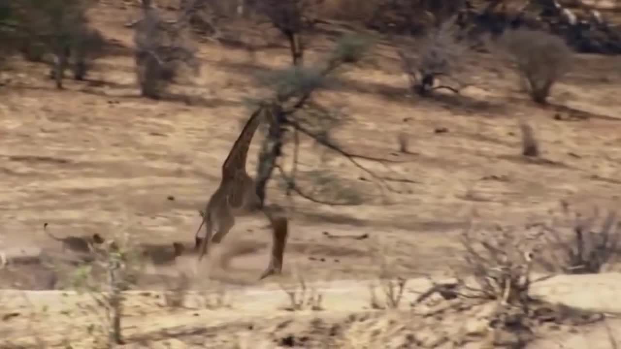 Brave Giraffe Kick Five Lion To Save Baby