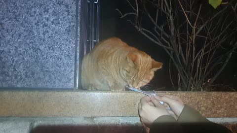 Cat in a hurry to eat churre