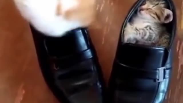 Best Funny Cats and Dogs