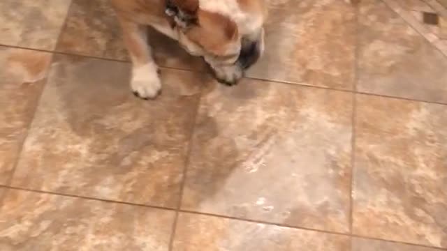 German Shepherd bows to English Bulldog