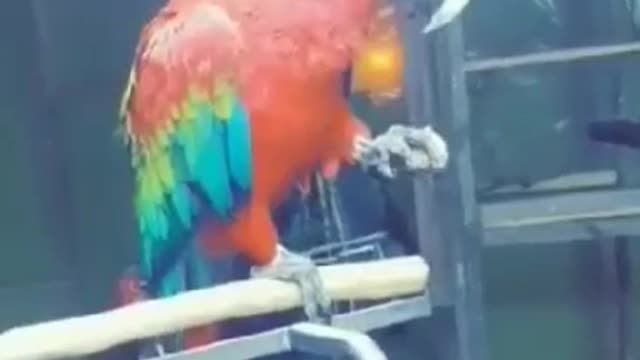 Parrot bird ءء