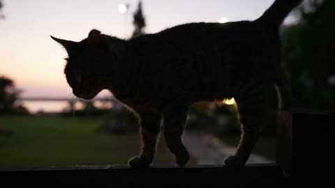 Close-up silhouette of purebred cat stretching and walking quietly