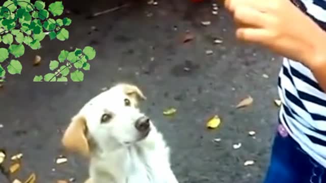 Funny dog videos