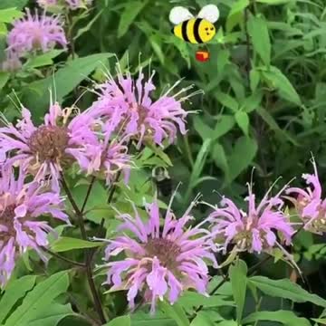 Creating New Life 🐝