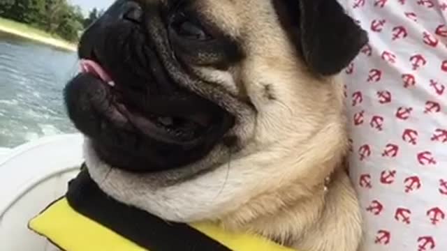 Tan pug on boat sticking tongue out