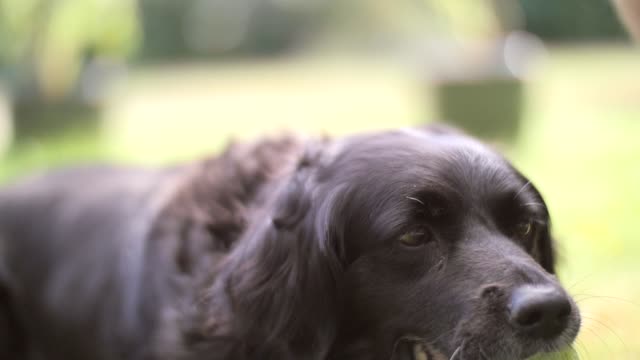 A dog chewing a tennis ball outdoors on a hot day.