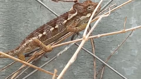 Chameleon on a Branch