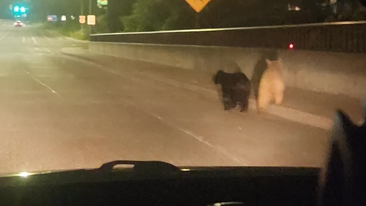 Young Bears Spotted on Highway