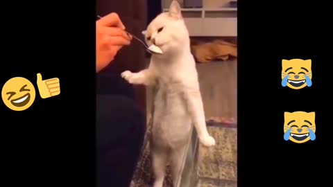 Cute, funny and crazy cats 🐱