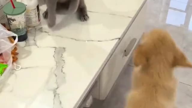 Cat and dog fighting