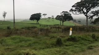 Mini new zeland climate