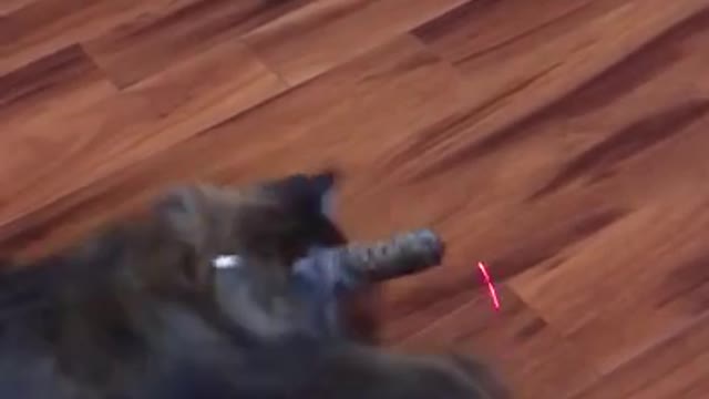 Cat Vs Laser Pointer π π - Funny Animal Reaction Videos #shorts