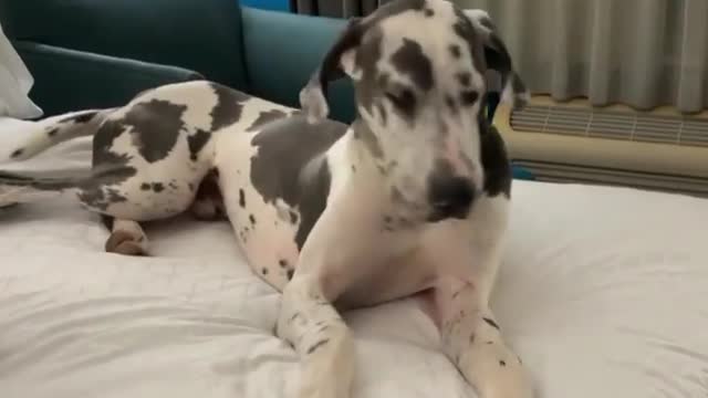 Great Dane Video 7