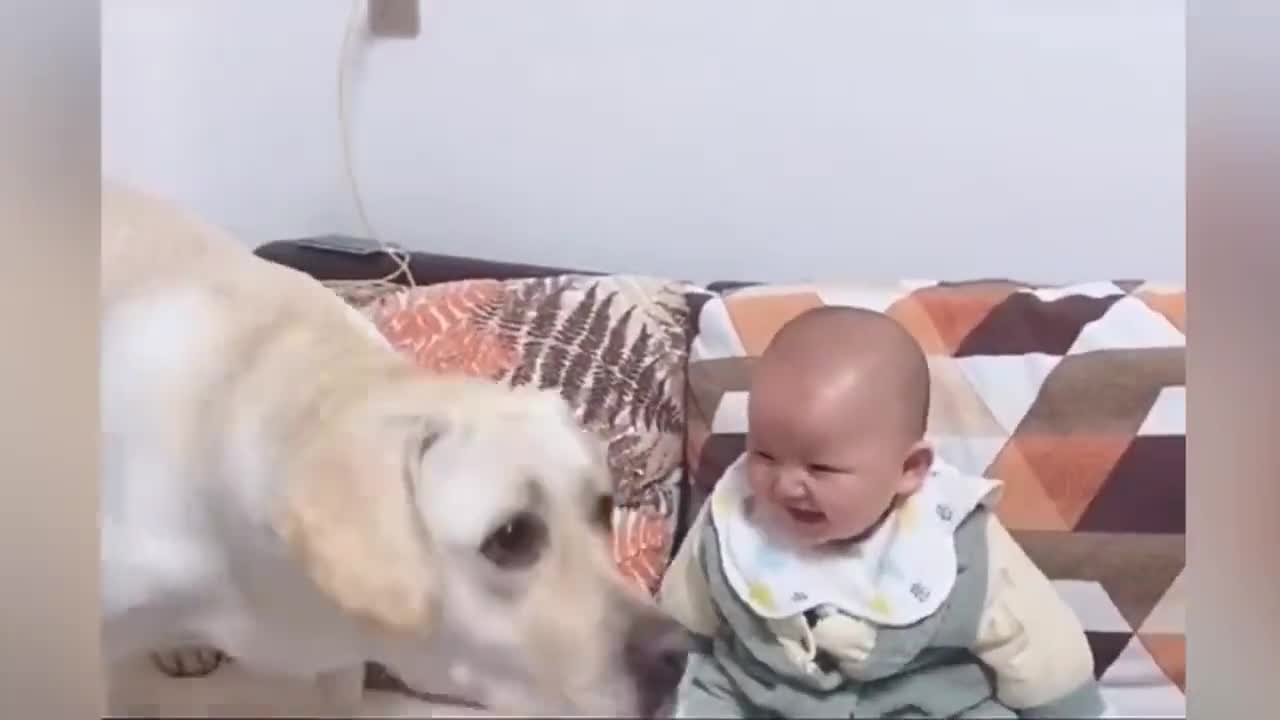 Baby dog - cute and Funny dogs Videos Compilation