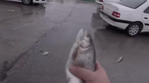 Raining Fish is A Fascinating Phenomenon #shorts #shortvideo#video #virals #videoviral