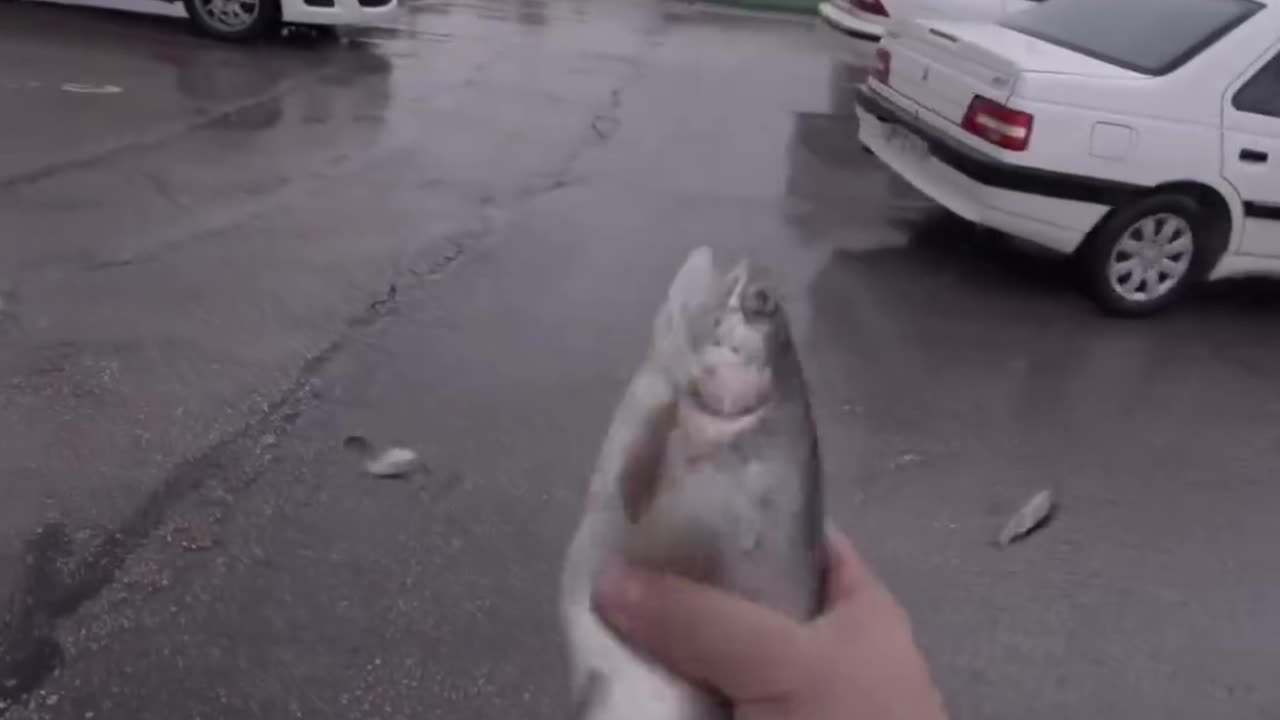 Raining Fish is A Fascinating Phenomenon #shorts #shortvideo#video #virals #videoviral