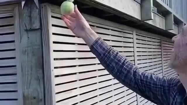 Cat caughting ball