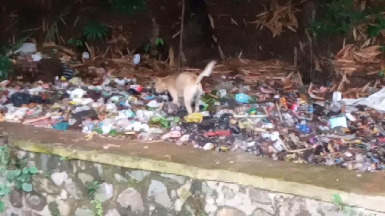 Dogs looking for food in the trash