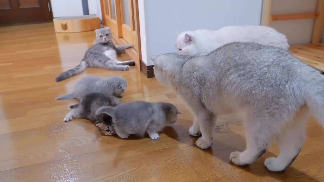 The kitten approaching the daddy cat to play with him was so cute