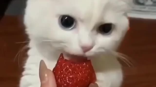 Kitten eating strawberry