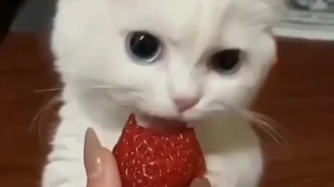 Kitten eating strawberry