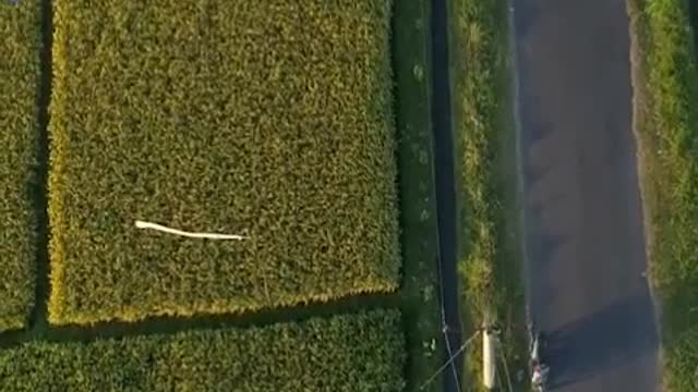 Aerial photograph of farmland