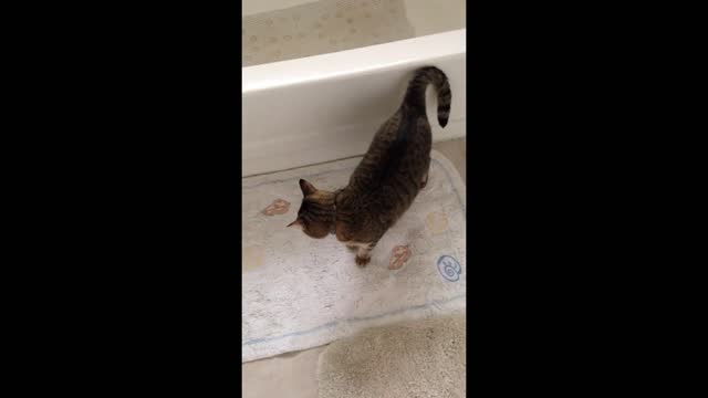 My Friend's Cute Cat Plays in Bathroom