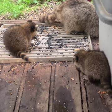 07-08-23 | Feeding Baby Raccoons | Part-15
