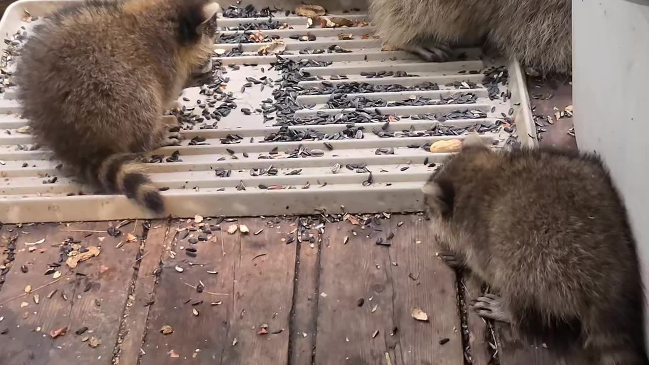 07-08-23 | Feeding Baby Raccoons | Part-15