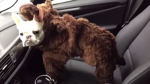 Bulldog Francés luce un traje de mamut durante una nevada en Boston