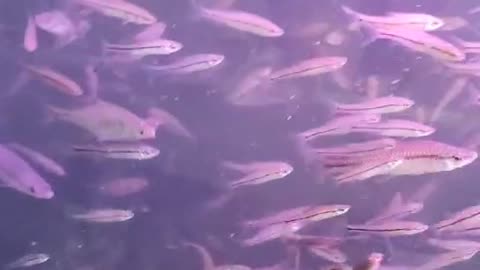 Lots of small forage fish