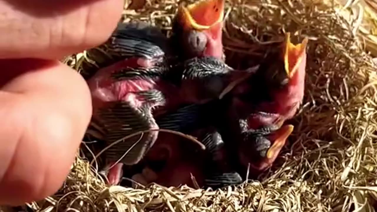 Ami ka batao gi the first one was the one