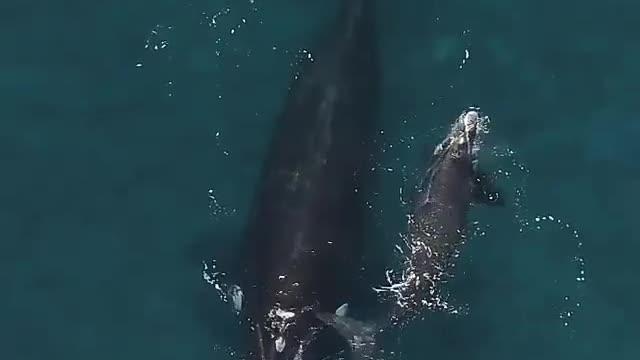 Mother and cub in the waters of Argentina's Patagonia. A magical moment!