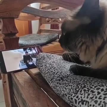 Cat watching and dancing.