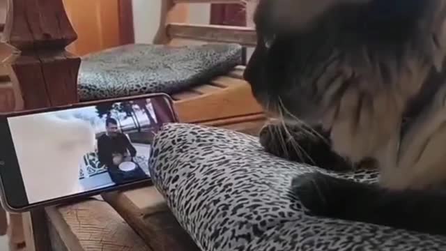 Cat watching and dancing.