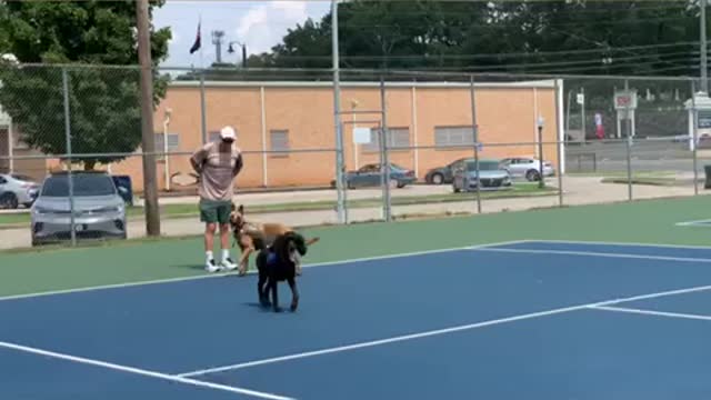 The tennis match goes to the dogs