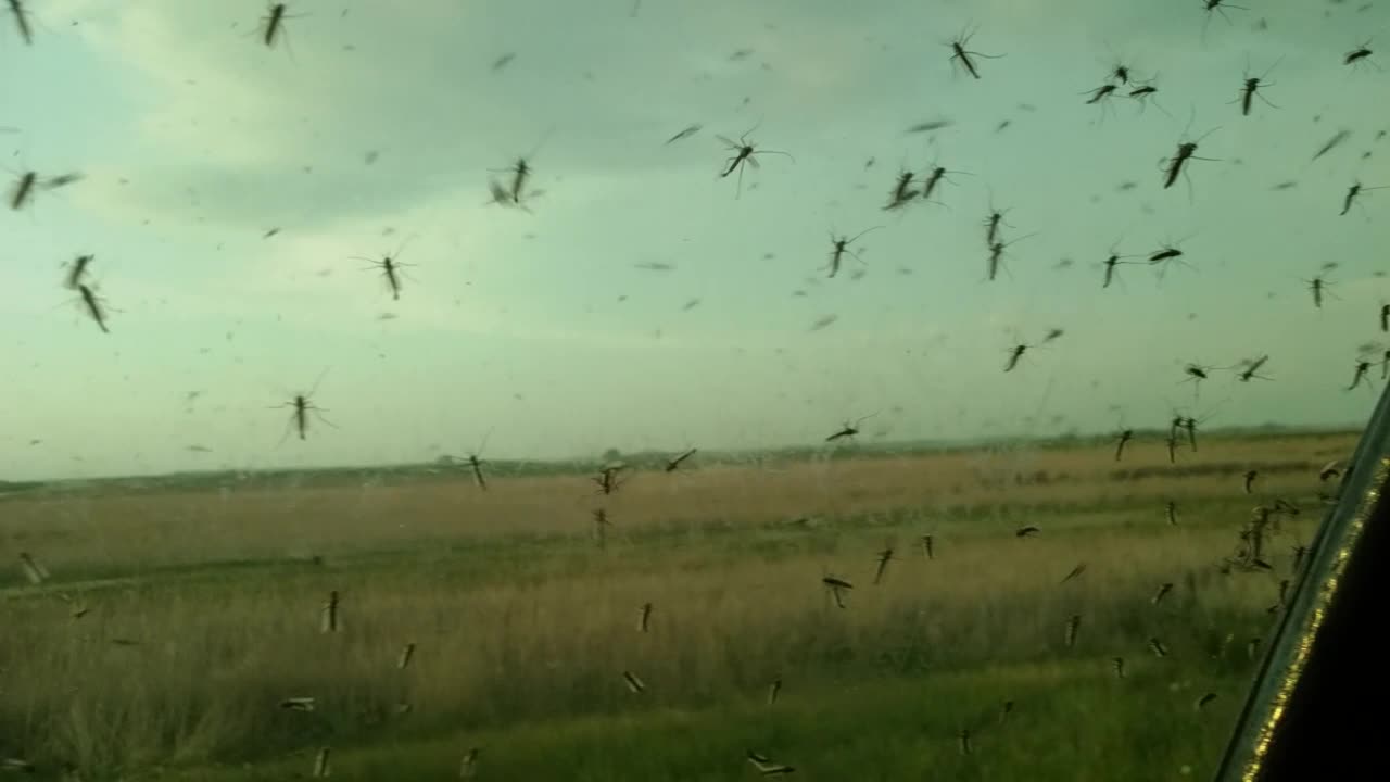 Millions of Mosquitoes - Alternate Angle