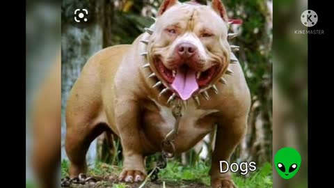 5 most powerful dogs in the world