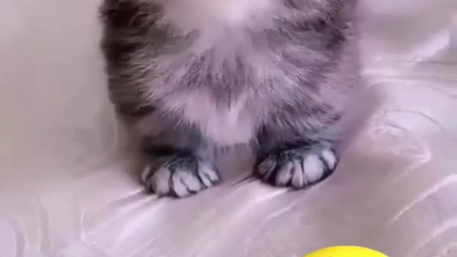 Cute Cat Angry Meowing