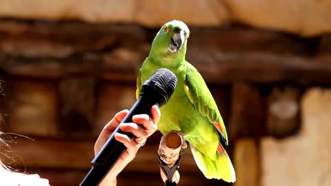 Parrots will make you laugh