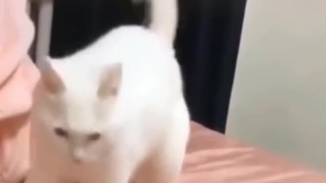 Funny cat giving off some great moves🐱🐱🐱