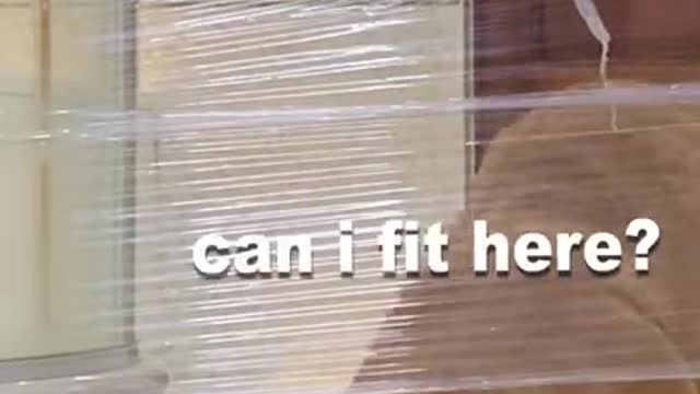 My Dog Reacts to the Invisible Wall Challenge #Shorts