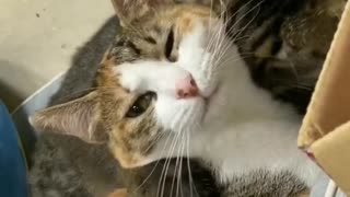 Cat Cleaning Their Friend