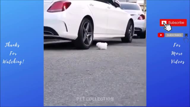 Cute And Funny Pet Videos Compilation 2021Funny Dog Videos Baby Dogs