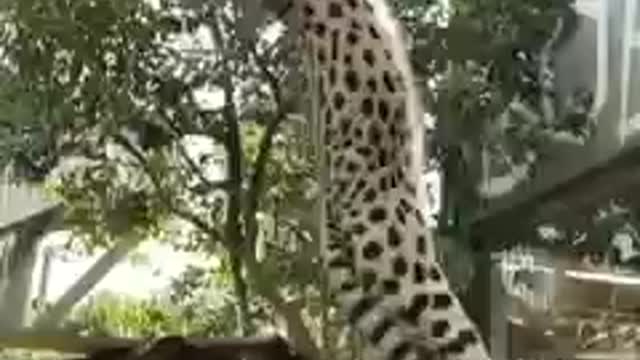 Leopard jumping