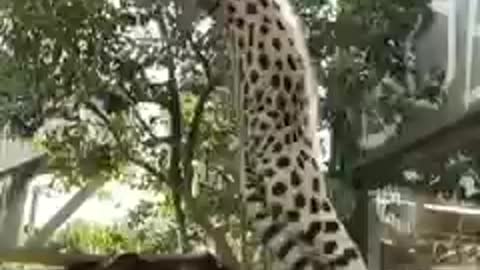 Leopard jumping