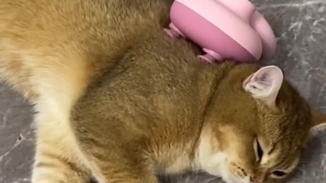 the little cat is relaxing