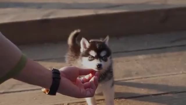 Teacup Husky Puppy Compliation